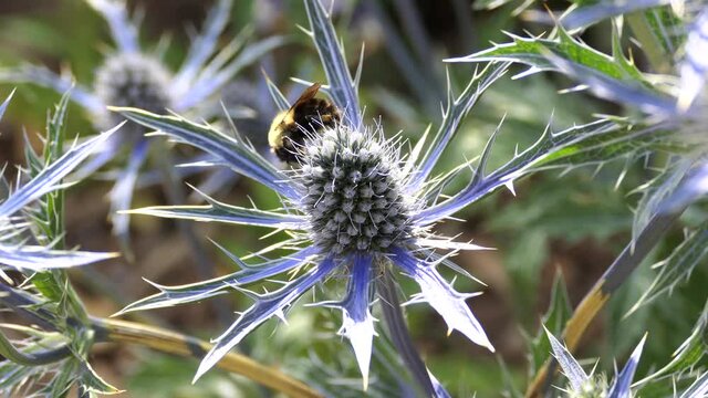 bee collecting pollen from  sea holly flower