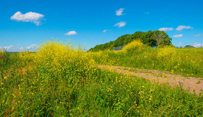Obraz premium Yellow wild flowers blooming in a rural area below a blue sky in sunlight in spring