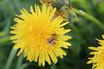 bee in pollen on a yellow dandelion dandelion