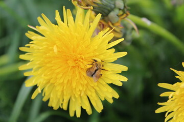 bee in pollen on a yellow dandelion dandelion