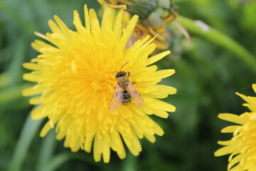 bee in pollen on a yellow dandelion dandelion