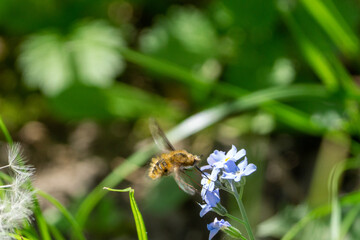 humbleflie on a flower
