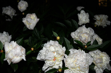 Gorgeous white peonies blooming at night.