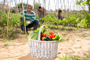Basket with a crop of vegetables on field