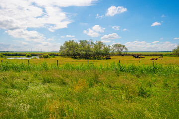 Fototapeta na wymiar Herd of brown and black cows in a green grassy pasture below a blue cloudy sky in sunlight in spring