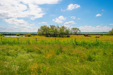 Herd of brown and black cows in a green grassy pasture below a blue cloudy sky in sunlight in spring