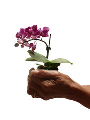hands holding a flower