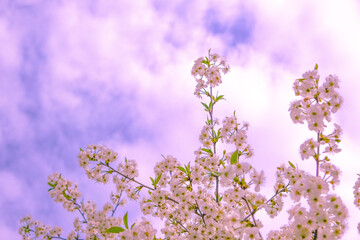 Beautiful spring cherry blossom. pink flowers on sky background. copy space.