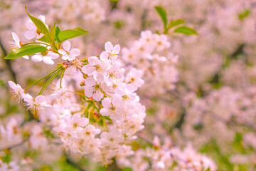 Beautiful spring cherry blossom. pink flowers on sky background.