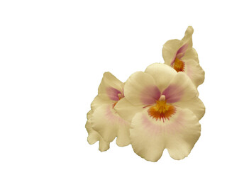 pink and white orchid isolated