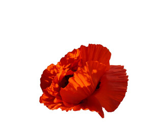 poppy flower isolated on white