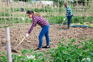 Woman  professional gardener using mattock during working