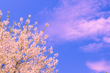 Beautiful spring cherry blossom. pink flowers on sky background. copy space.