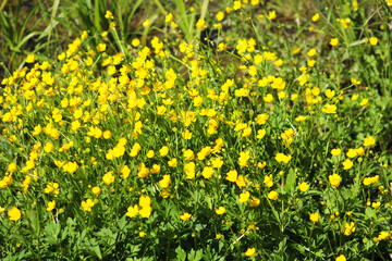 Ranunculus acris (meadow buttercup, tall buttercup, common buttercup, giant buttercup) in the park