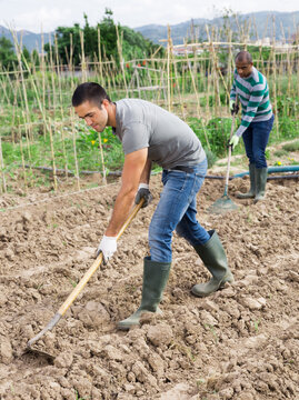 Team of farmers work together on the beds with hoe