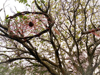 bird nest on tree