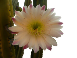 pink cactus flower with green leaves