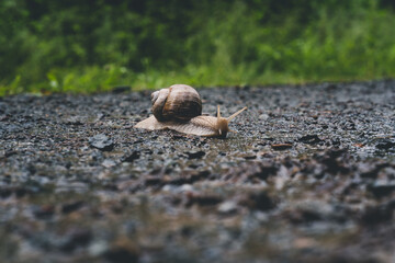 Weinbergschnecke