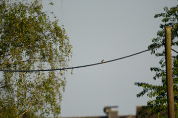 bird sitting on a cable