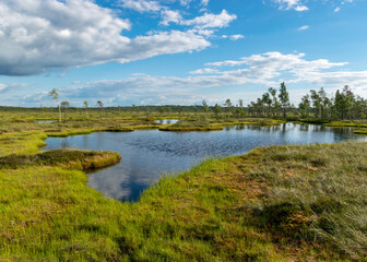 Obraz premium beautiful summer bog landscape with lake, moss, bog pines and birches, peat bog flora