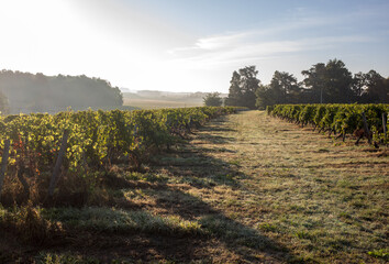 Morning light in the vineyards of Saint Georges de Montagne near Saint Emilion, Gironde, France