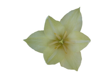 white tulip flower isolated