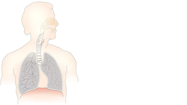 info-graphic illustration of lungs on white background with copy space for text