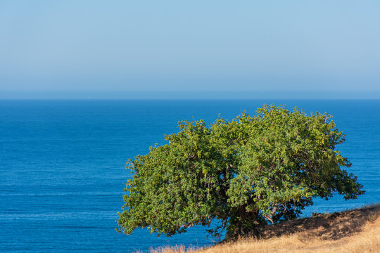 Solitary carob tree with the blue Mediterranean sea in the background
