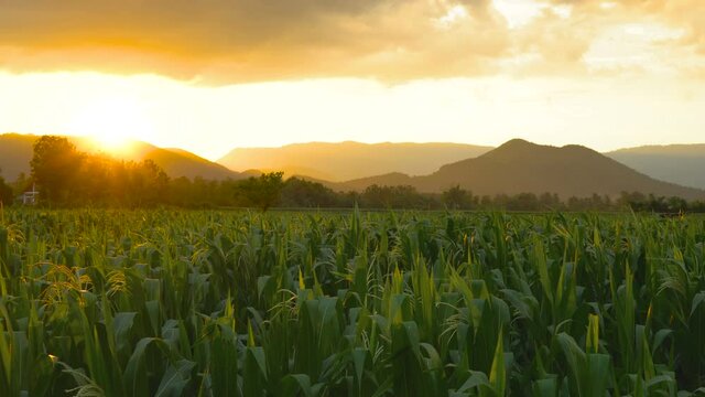 Landscape of corn field with blowing wind in evening and light shines sunset at countryside Thailand