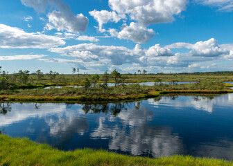 Scenic landscape with blue bog lakes surrounded by small pines and birches and green mosses on a summer day with blue skies and.white cumulus clouds, reflections in dark swamp water