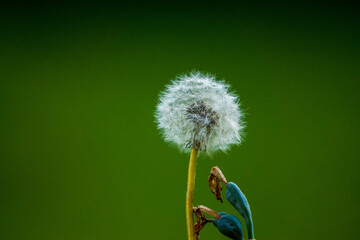 dandelion on green background
