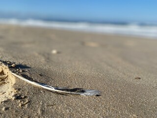 Feather on the beach