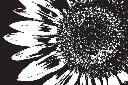Vector illustration of a sunflower. Black and white sunflower
