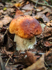 Cute porchini white mushroom growing in the forest healthy organic food 