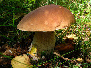 Cute porchini white mushroom growing in the forest healthy organic food 