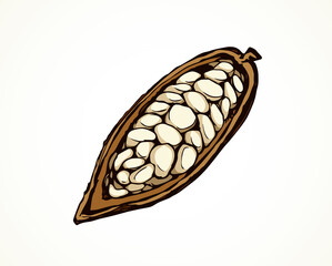 Cocoa Fruits. Vector drawing