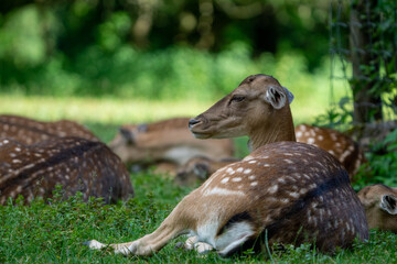 deer laying on the ground