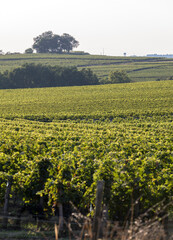 Fototapeta na wymiar Ripe red Merlot grapes on rows of vines in a vienyard before the wine harvest in Saint Emilion region. France