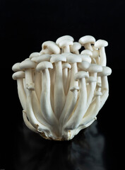 Bunch of white shimeji mushrooms