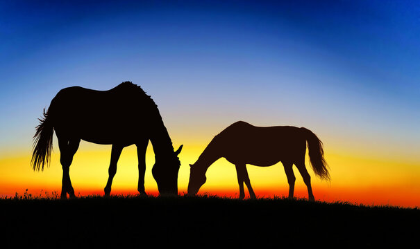 Silhouette of two free horses grazing at sunset