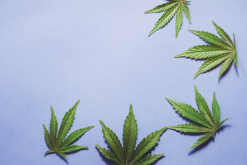 Cannabis leafs flat lay on blue background. Copy space. Marijuana plant banner. THC and CBD oil....