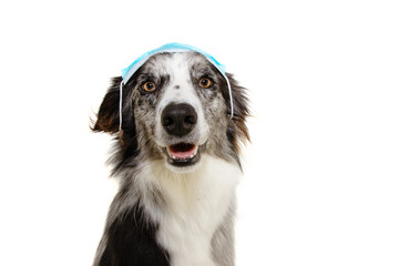 border collie dog wearing  in worng way a face mask to protect  from infection or air pollution, Coronavirus .