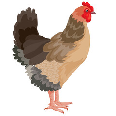 farm chicken, logo, isolated object on white background, vector illustration,