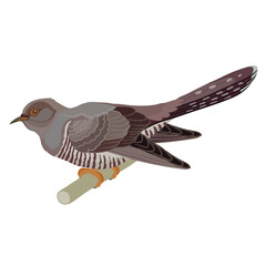 cuckoo in natural style sitting on a branch, isolated object on a white background, vector illustration,