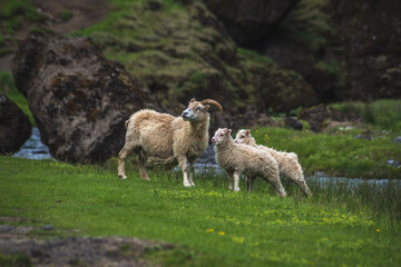 Naklejka na ściany i meble Sheep and lamb 2