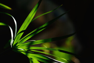 Papyrus green leaves with natural background.