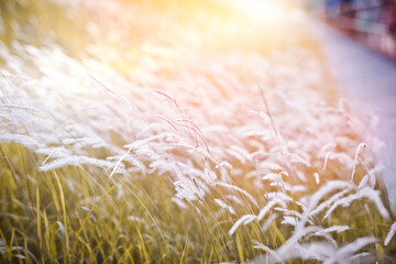 Selective and soft focus of white flower in meadow with soft sunray