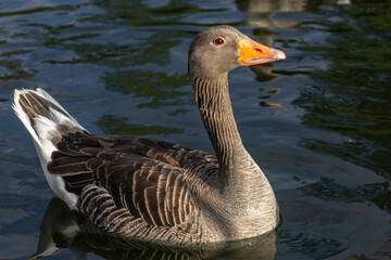 Greylag Goose On A Lake In Kettering England