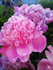 Obraz premium pink hydrangea flowers