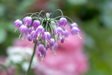 allium cernuum nodding wild onion